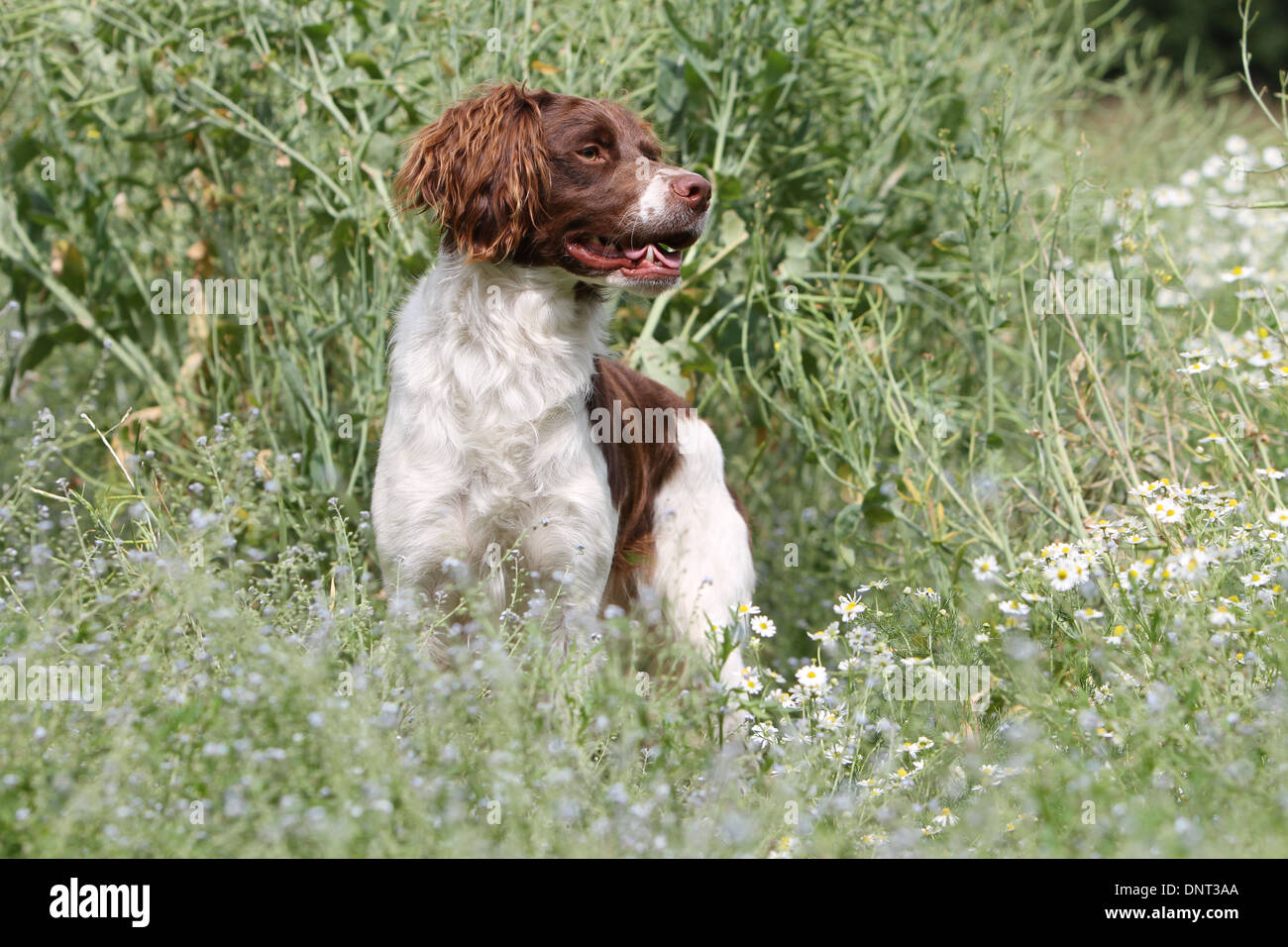 Brittany Spaniel Hund / Epagneul Breton (braune Leber und weiß) Erwachsenen stehen auf einer Wiese Stockfoto