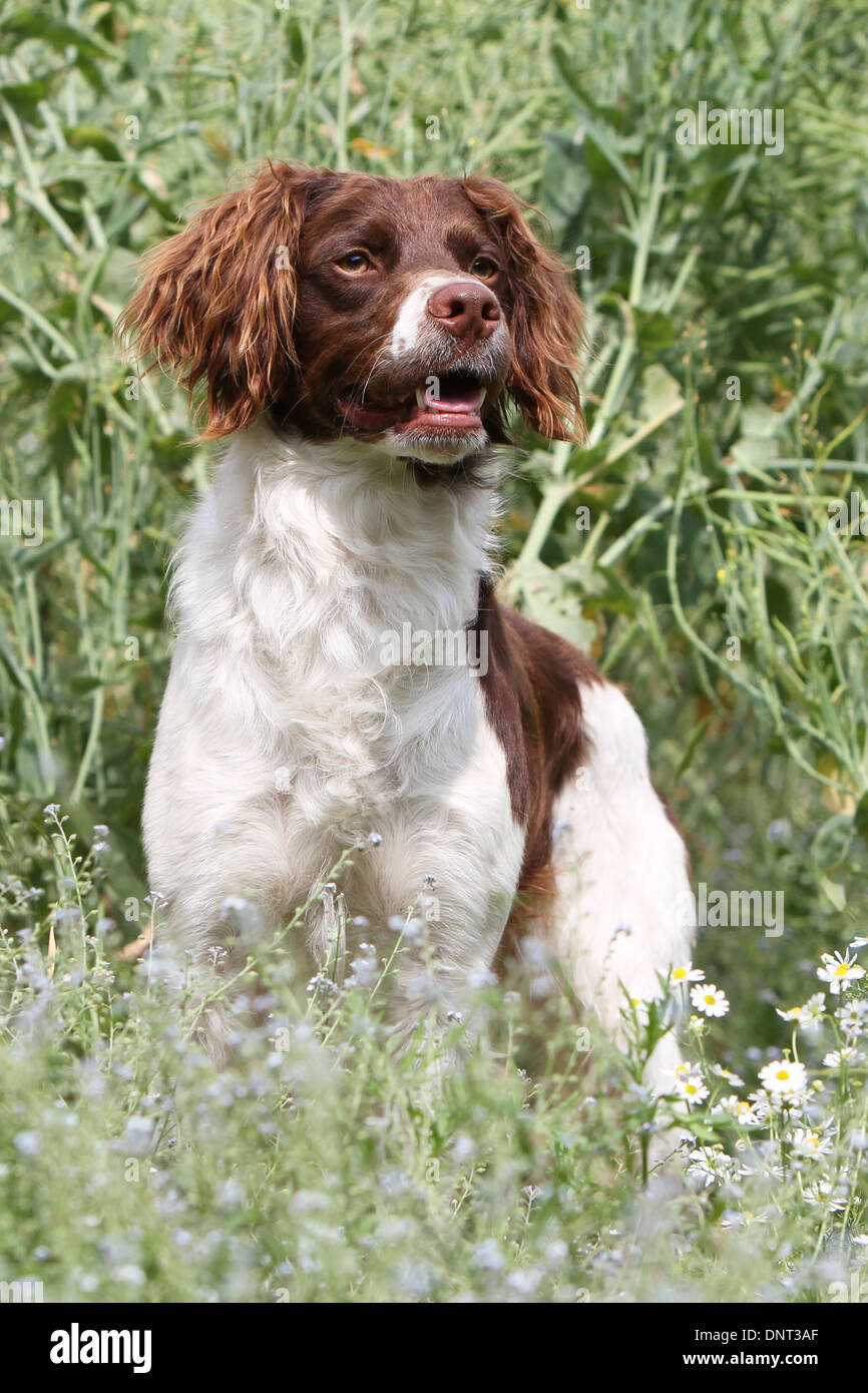 Brittany Spaniel Hund / Epagneul Breton (braune Leber und weiß) Erwachsenen stehen auf einer Wiese Stockfoto