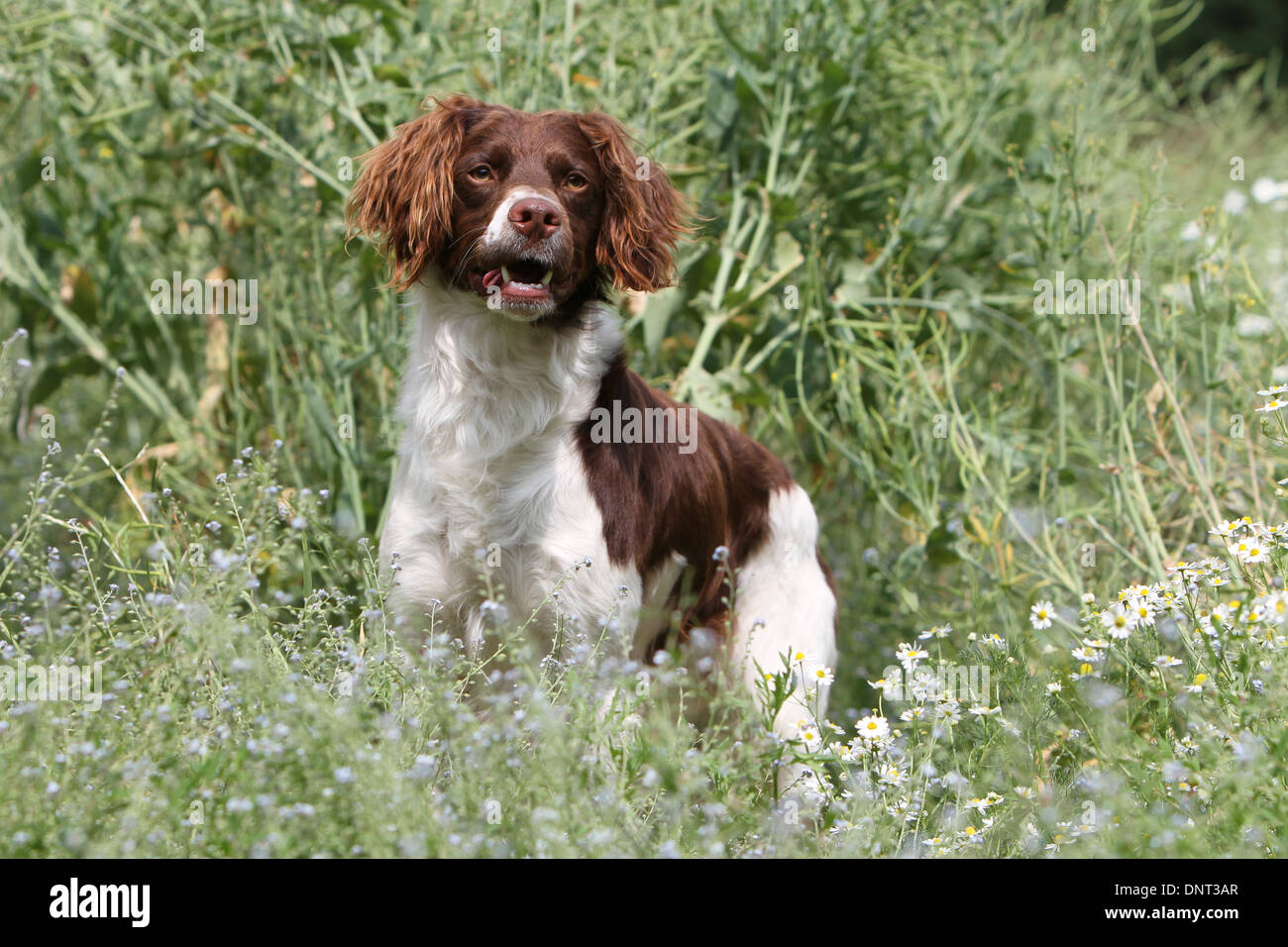 Brittany Spaniel Hund / Epagneul Breton (braune Leber und weiß) Erwachsenen stehen auf einer Wiese Stockfoto