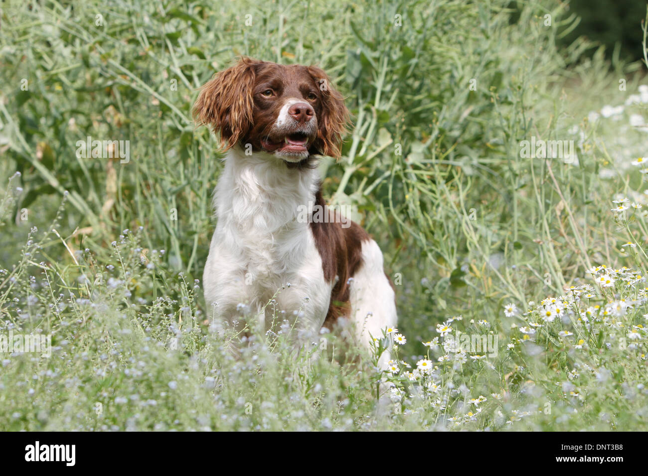 Brittany Spaniel Hund / Epagneul Breton (braune Leber und weiß) Erwachsenen stehen auf einer Wiese Stockfoto
