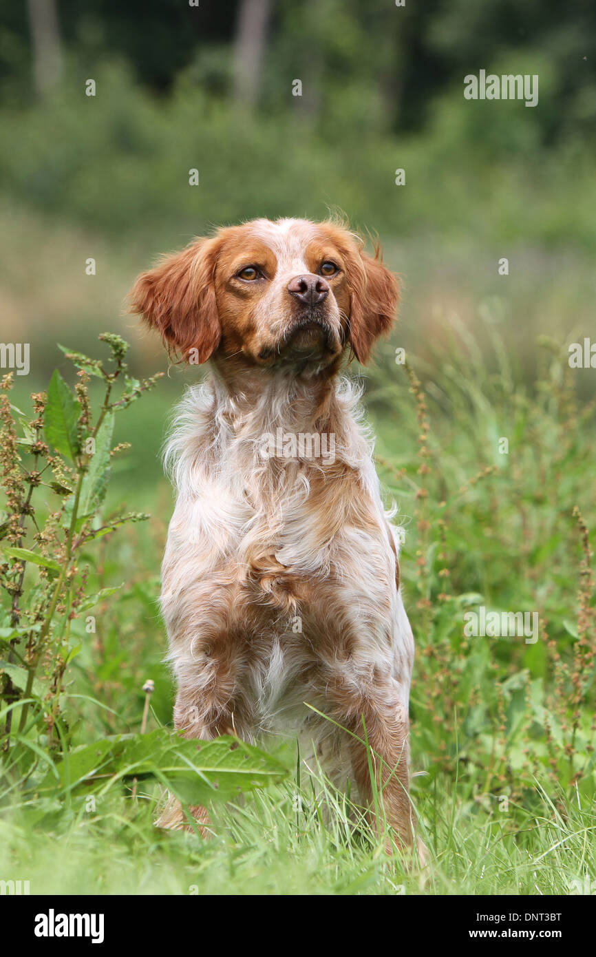 Brittany Spaniel Hund / Epagneul Breton Erwachsener (Orange und weiß) steht auf einer Wiese Stockfoto