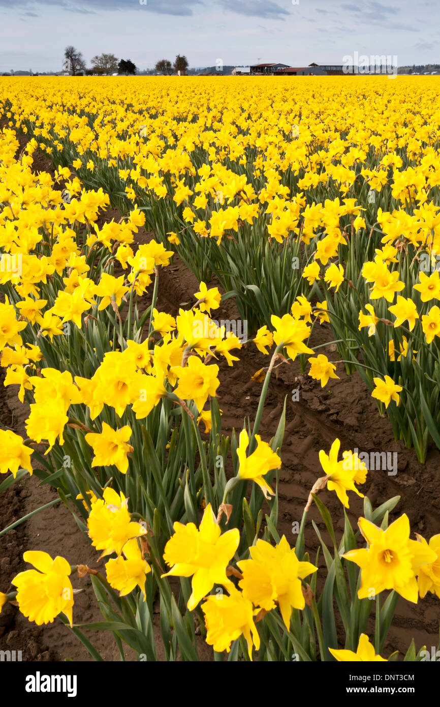 Bereich der Narzissen blühen während der Skagit Valley Tulip Festival, Mount Vernon, Washington. Stockfoto