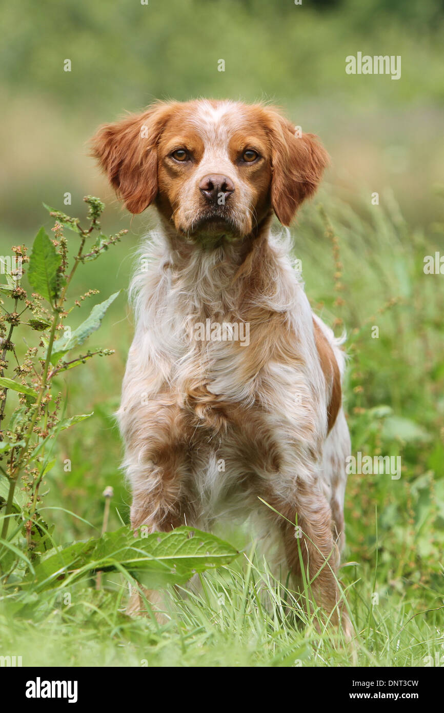 Brittany Spaniel Hund / Epagneul Breton Erwachsener (Orange und weiß) steht auf einer Wiese Stockfoto