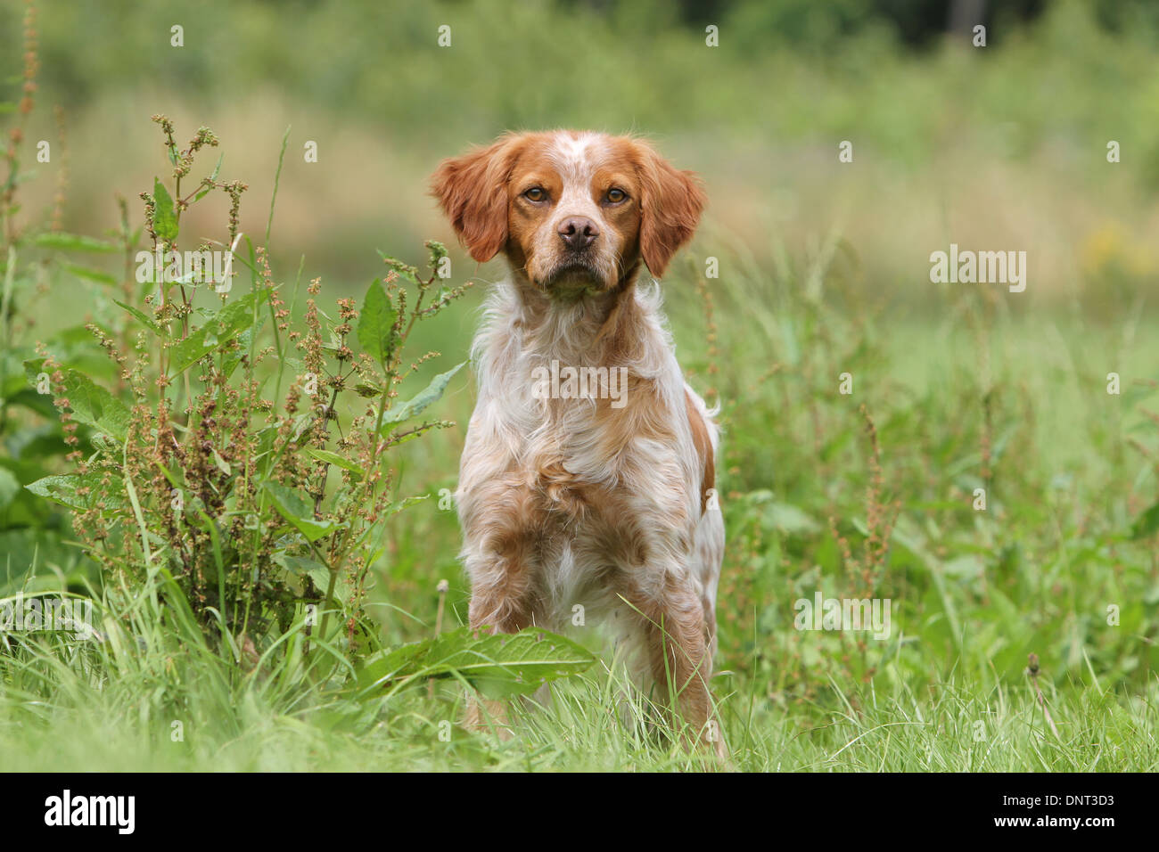 Brittany Spaniel Hund / Epagneul Breton Erwachsener (Orange und weiß) steht auf einer Wiese Stockfoto
