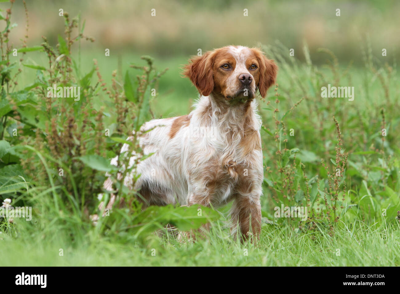 Brittany Spaniel Hund / Epagneul Breton Erwachsener (Orange und weiß) steht auf einer Wiese Stockfoto