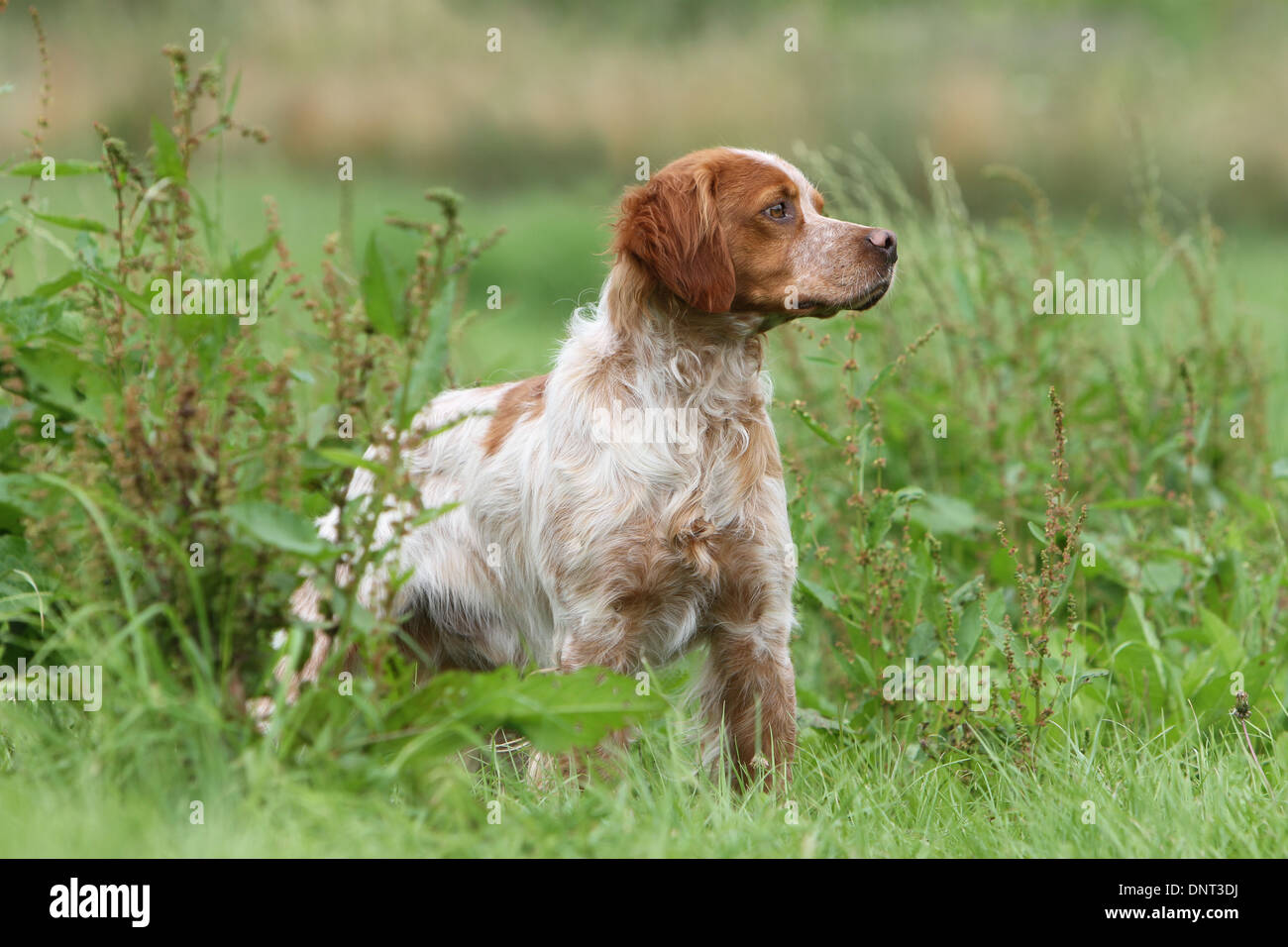 Brittany Spaniel Hund / Epagneul Breton Erwachsener (Orange und weiß) steht auf einer Wiese Stockfoto