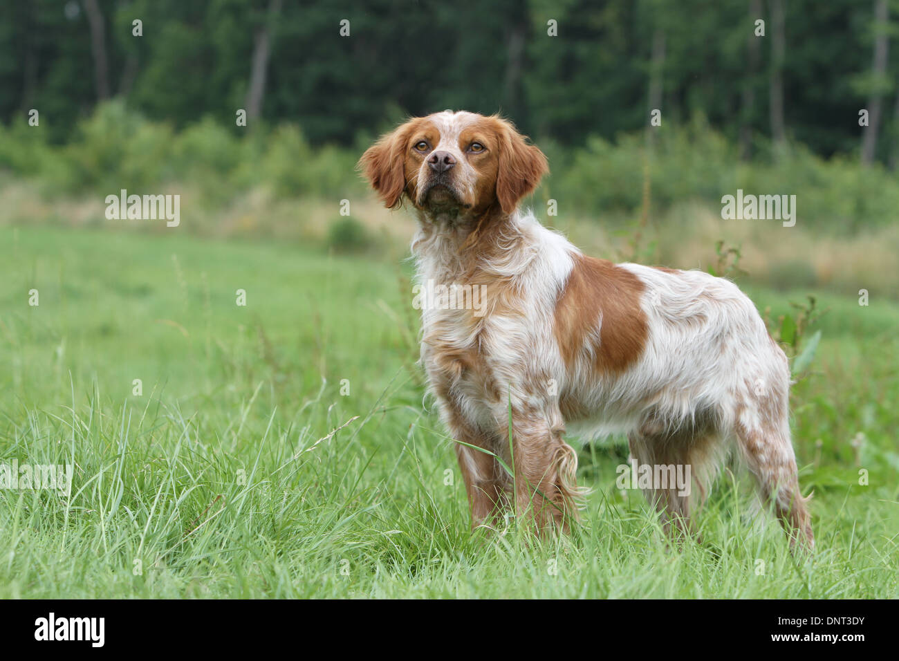 Brittany Spaniel Hund / Epagneul Breton Erwachsener (Orange und weiß) steht auf einer Wiese Stockfoto