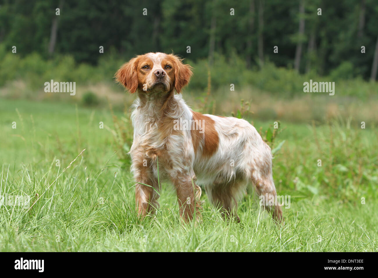 Brittany Spaniel Hund / Epagneul Breton Erwachsener (Orange und weiß) steht auf einer Wiese Stockfoto