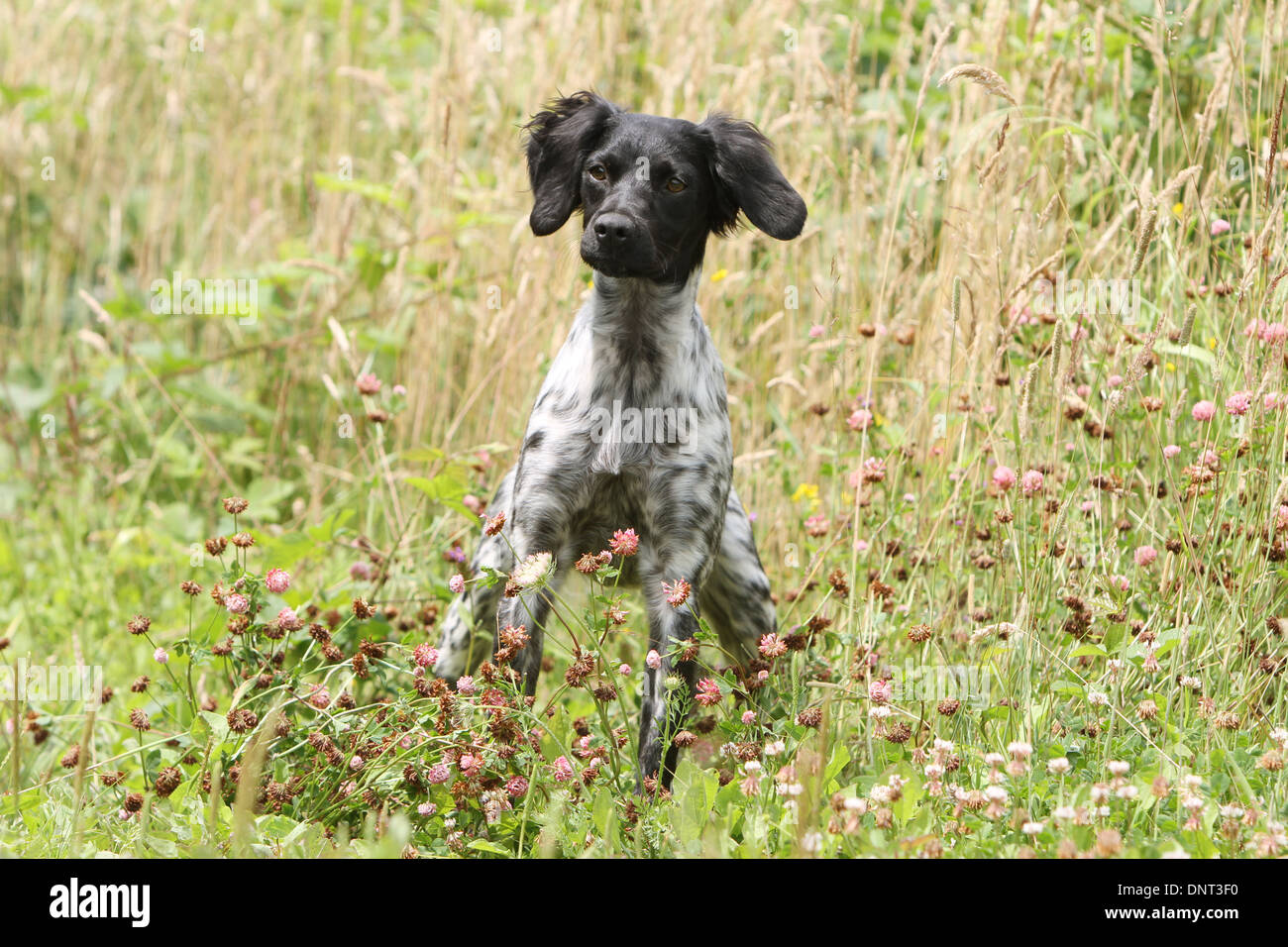 Brittany Spaniel Hund / Epagneul Breton jung (schwarz Roan) steht auf einer Wiese Stockfoto