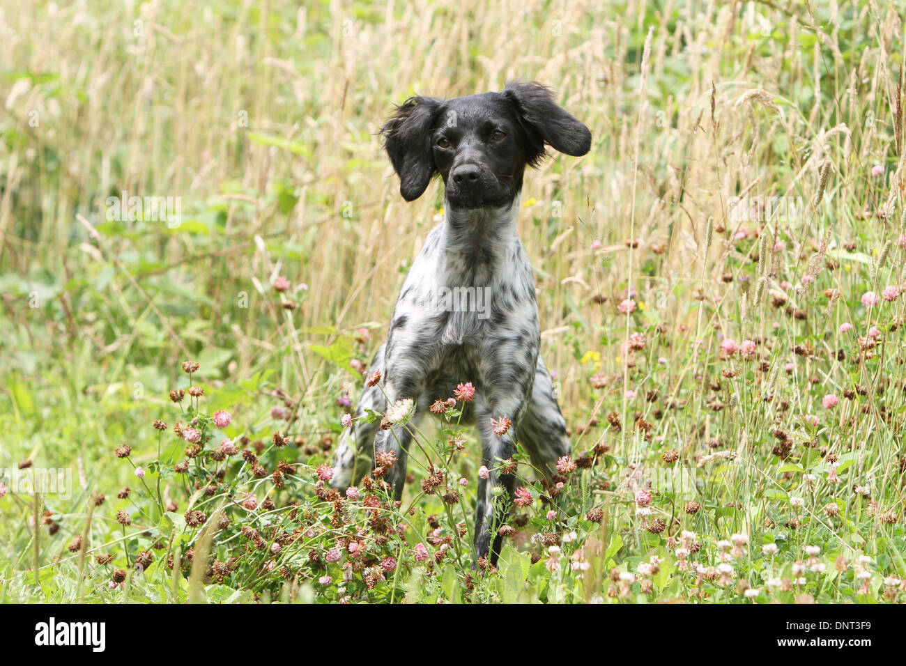Brittany Spaniel Hund / Epagneul Breton jung (schwarz Roan) steht auf einer Wiese Stockfoto