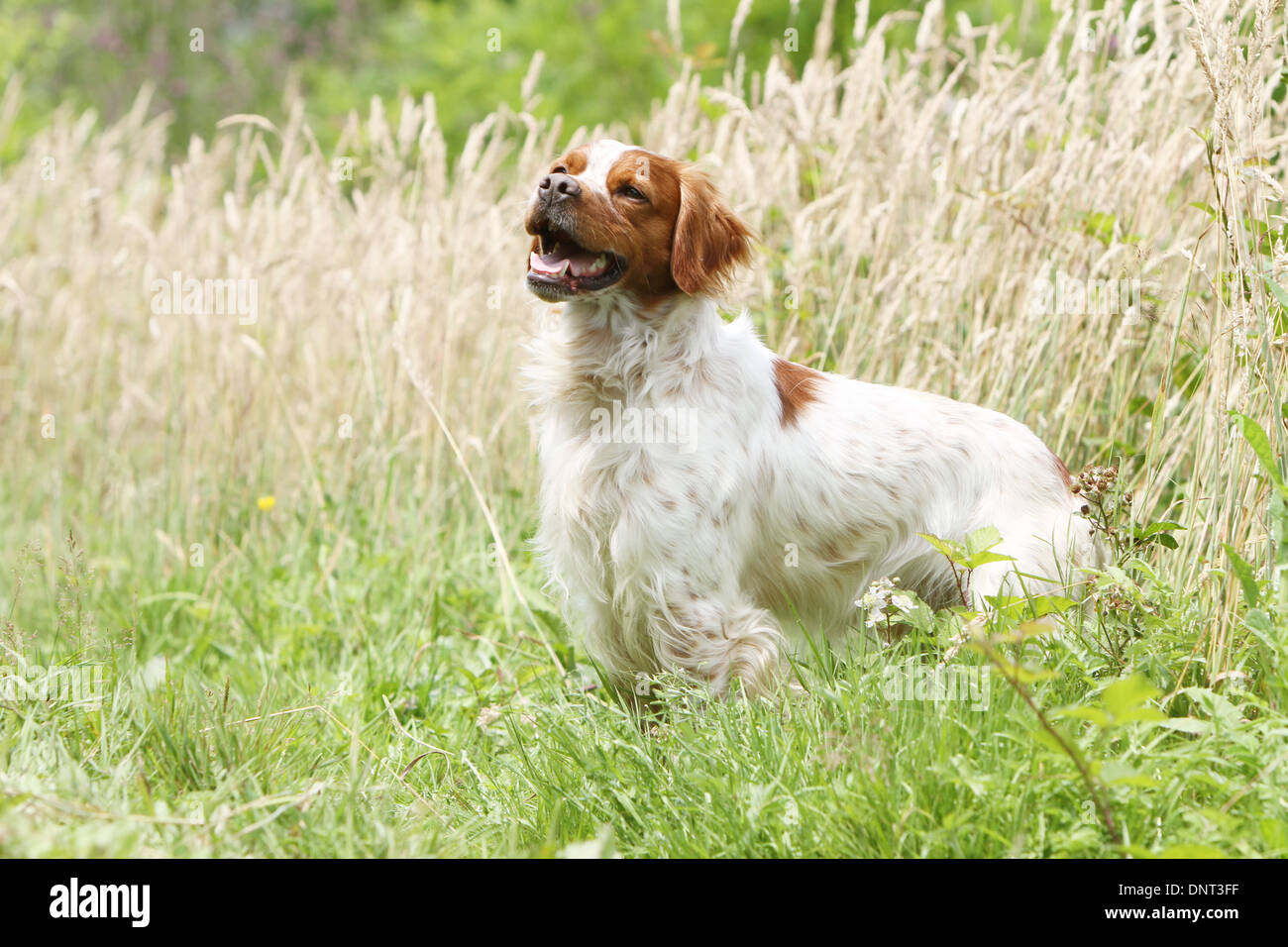 Brittany Spaniel Hund / Epagneul Breton Erwachsener (Orange und weiß) steht auf einer Wiese Stockfoto