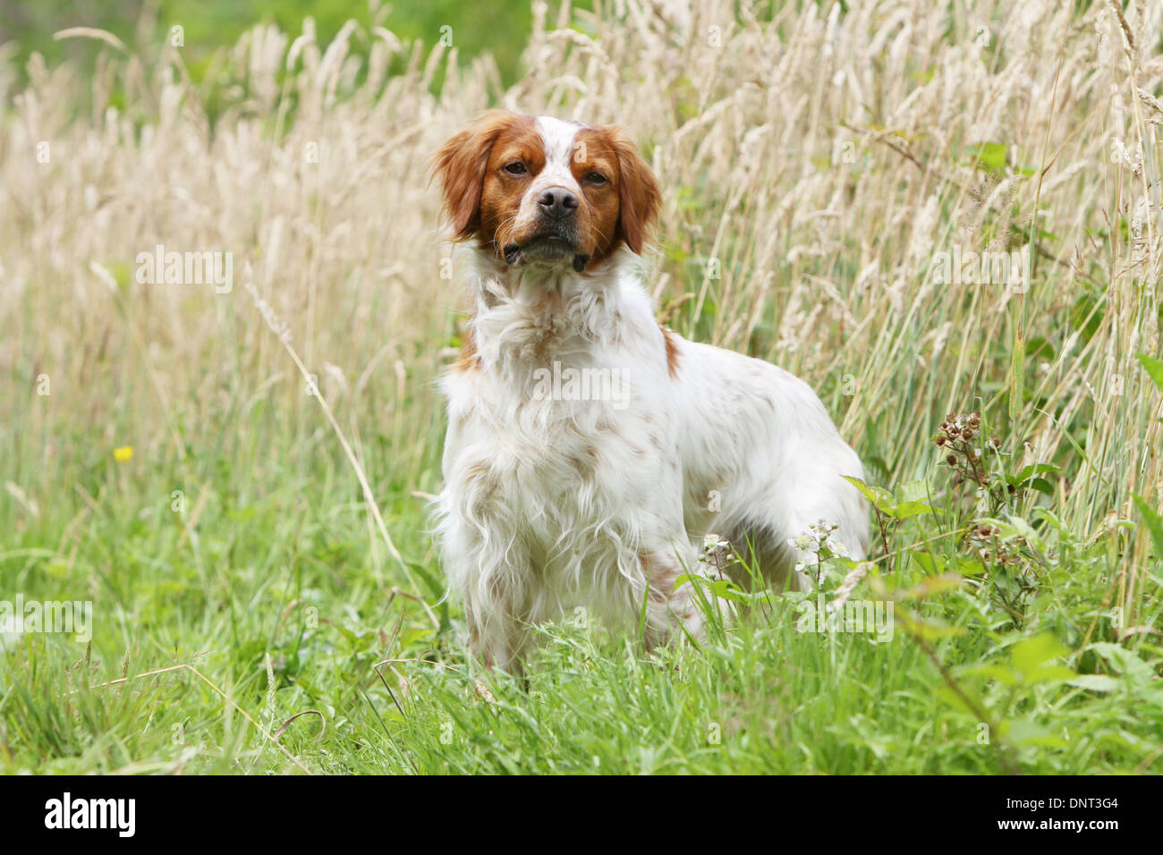Brittany Spaniel Hund / Epagneul Breton Erwachsener (Orange und weiß) steht auf einer Wiese Stockfoto
