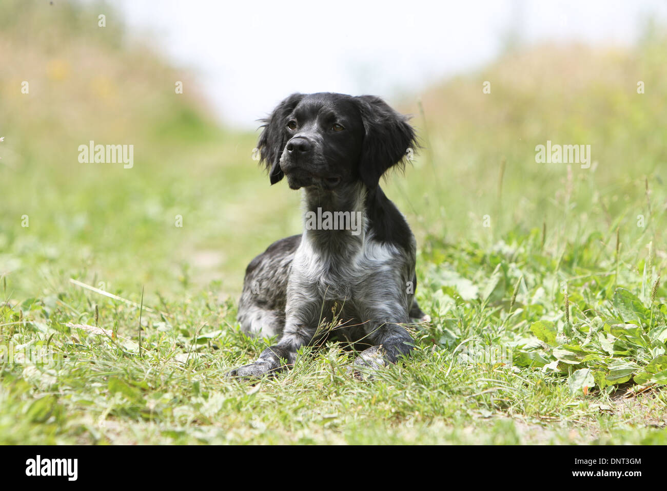 Brittany Spaniel Hund / Epagneul Breton jung (schwarz Roan) liegen auf einer Wiese Stockfoto