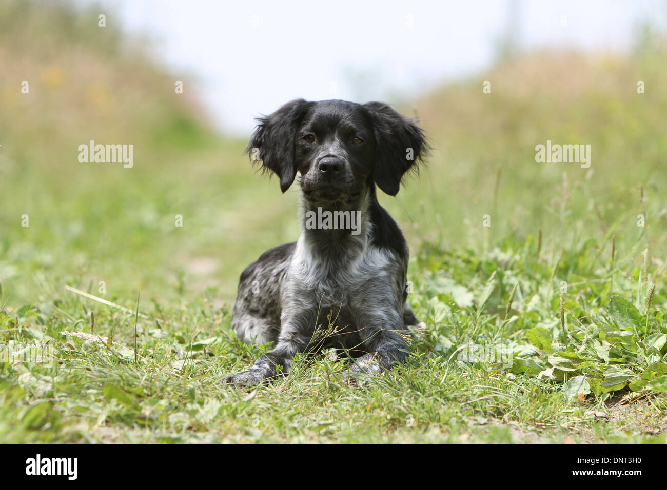 Brittany Spaniel Hund / Epagneul Breton jung (schwarz Roan) liegen auf einer Wiese Stockfoto
