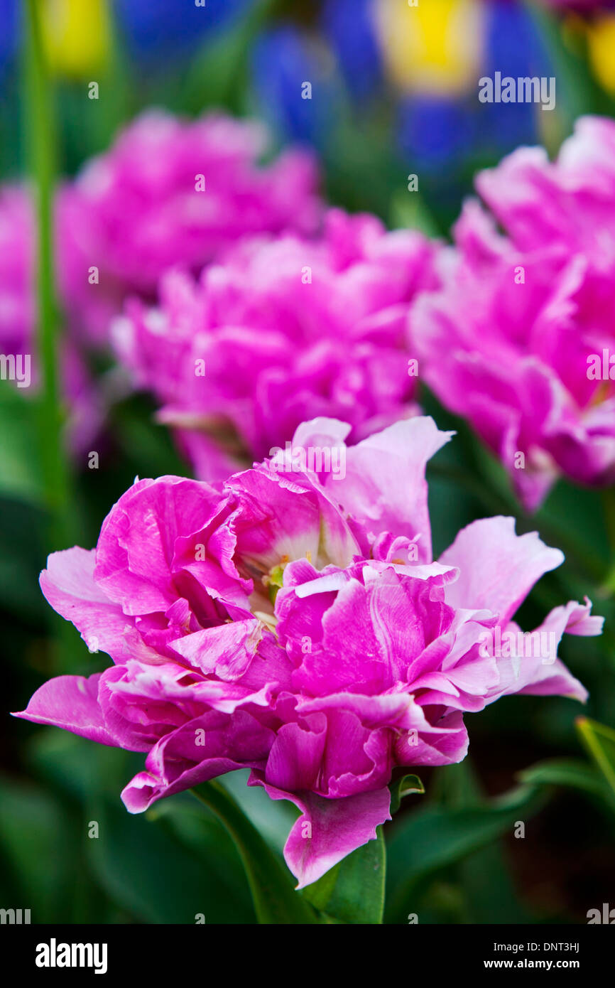 Tulpen blühen während der Skagit Valley Tulip Festival in Mount Vernon, Washington. Stockfoto