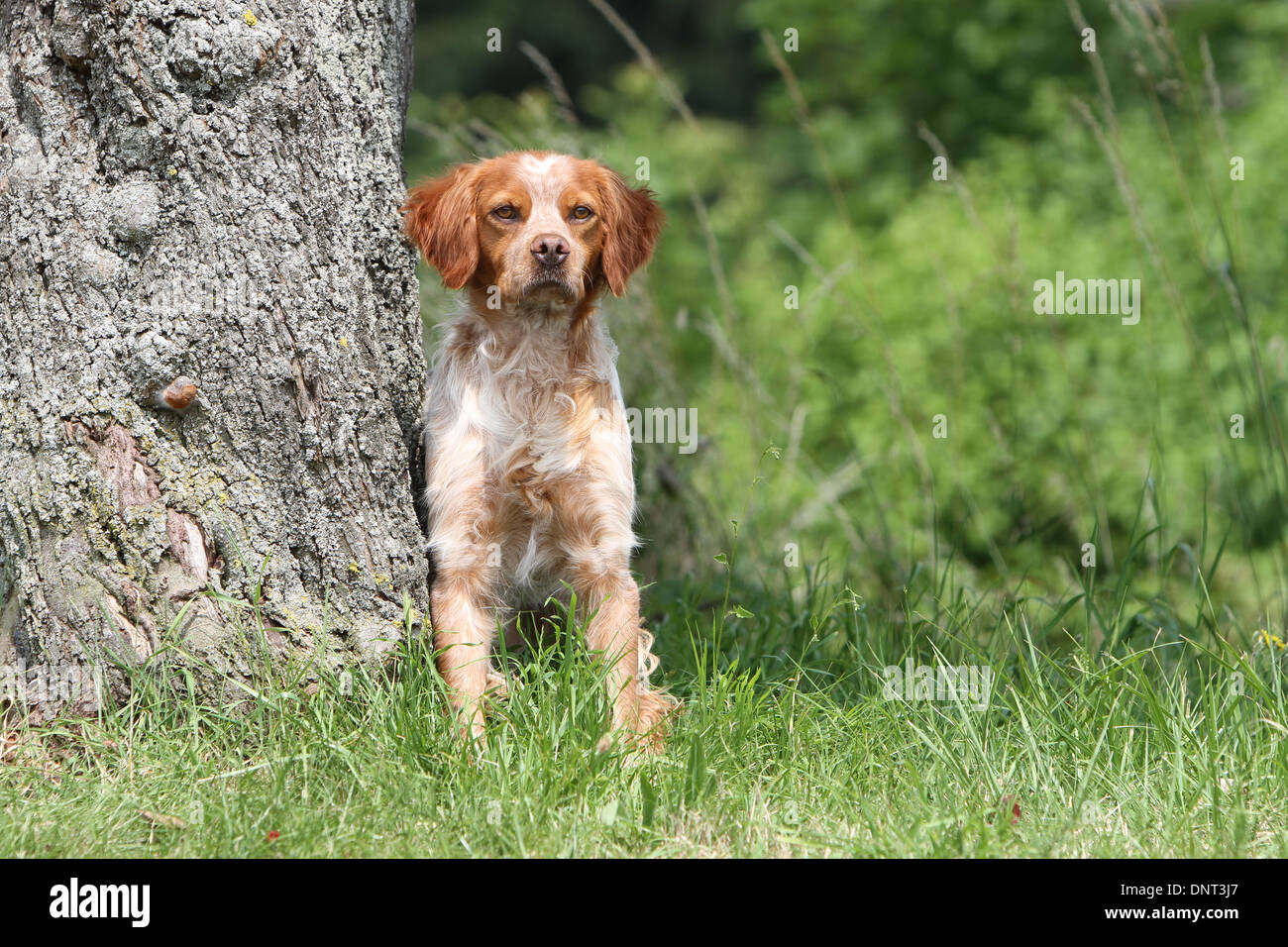 Brittany Spaniel Hund / Epagneul Breton Erwachsener (Orange und weiß) stehen neben einem Baum Stockfoto