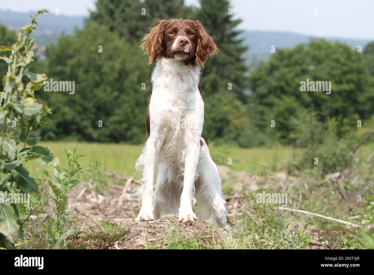 Brittany Spaniel Hund / Epagneul Breton (braune Leber und weiß) Erwachsenen stehen auf einer Wiese Stockfoto