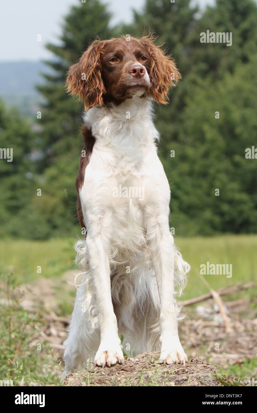 Brittany Spaniel Hund / Epagneul Breton (braune Leber und weiß) Erwachsenen stehen auf einer Wiese Stockfoto