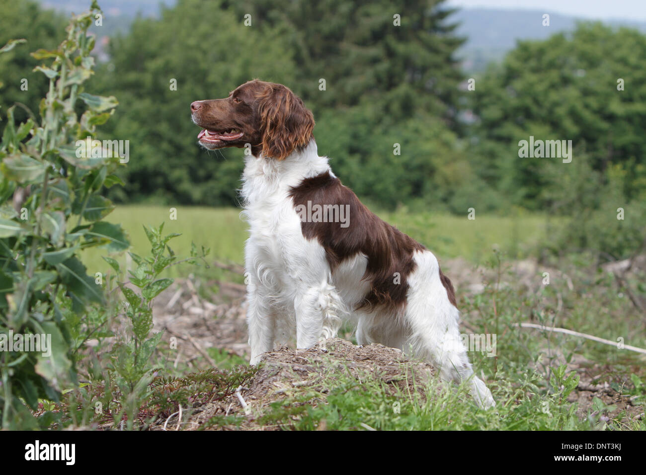 Brittany Spaniel Hund / Epagneul Breton (braune Leber und weiß) Erwachsenen stehen auf einer Wiese Stockfoto