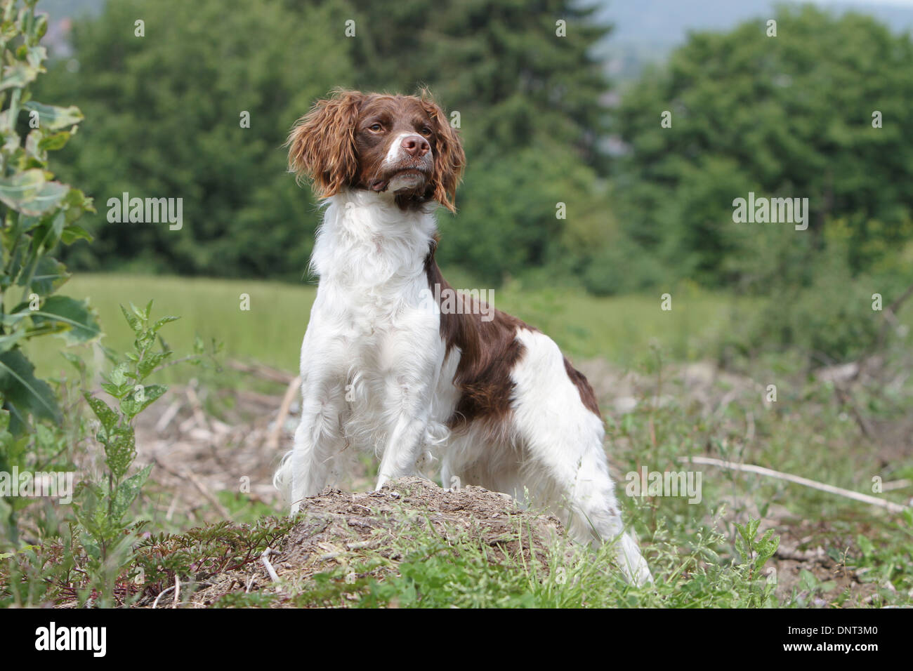 Brittany Spaniel Hund / Epagneul Breton (braune Leber und weiß) Erwachsenen stehen auf einer Wiese Stockfoto