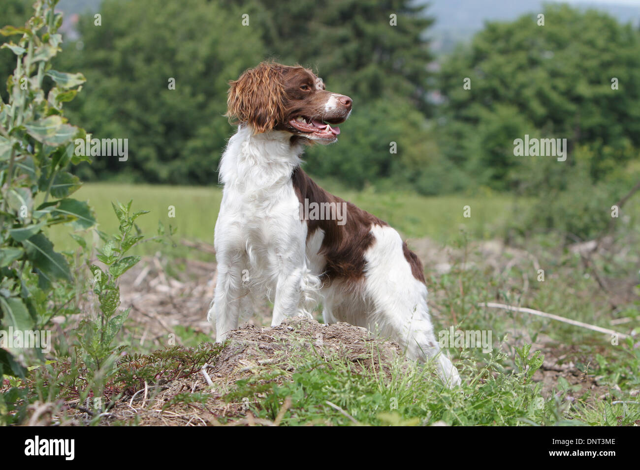 Brittany Spaniel Hund / Epagneul Breton (braune Leber und weiß) Erwachsenen stehen auf einer Wiese Stockfoto