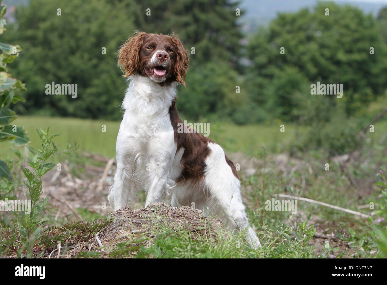 Brittany Spaniel Hund / Epagneul Breton (braune Leber und weiß) Erwachsenen stehen auf einer Wiese Stockfoto