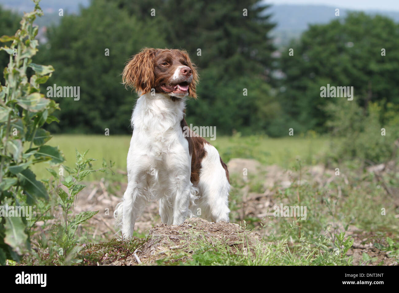 Brittany Spaniel Hund / Epagneul Breton (braune Leber und weiß) Erwachsenen stehen auf einer Wiese Stockfoto