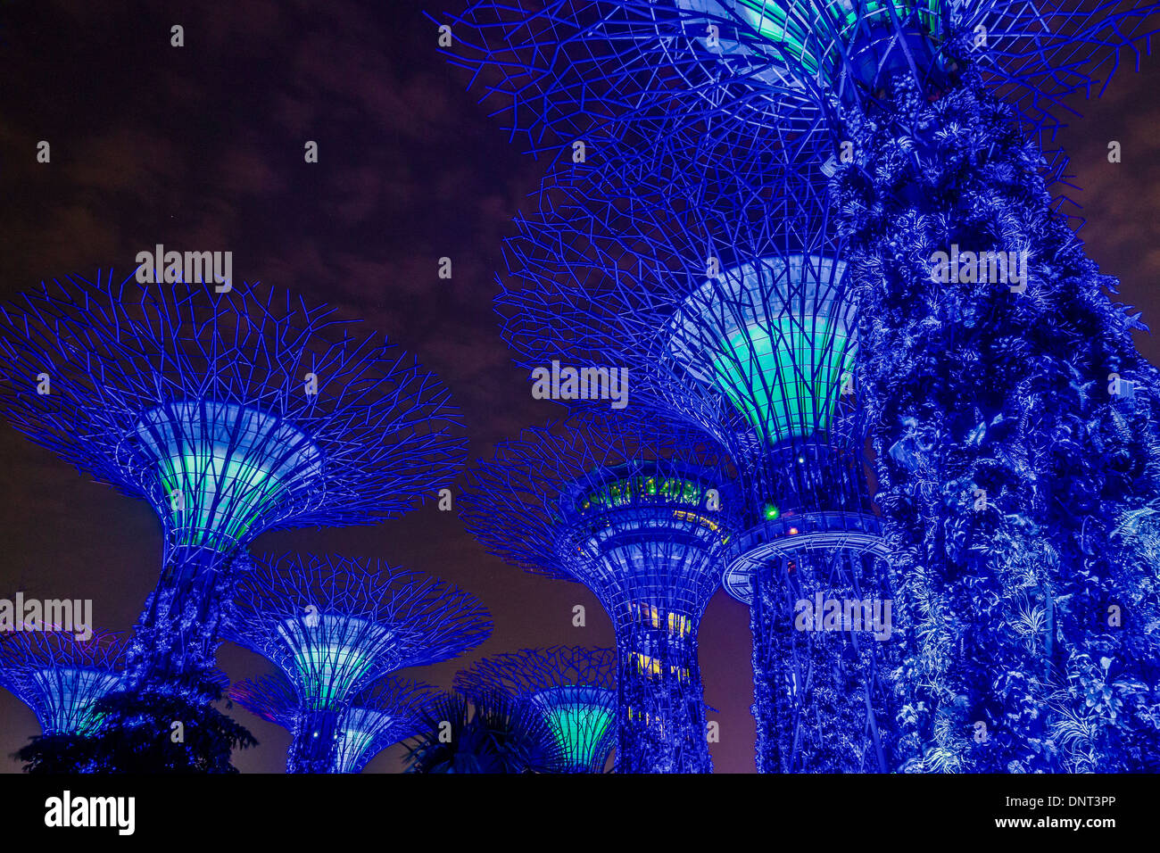 Nachtansicht des Supertree Grove Stockfoto