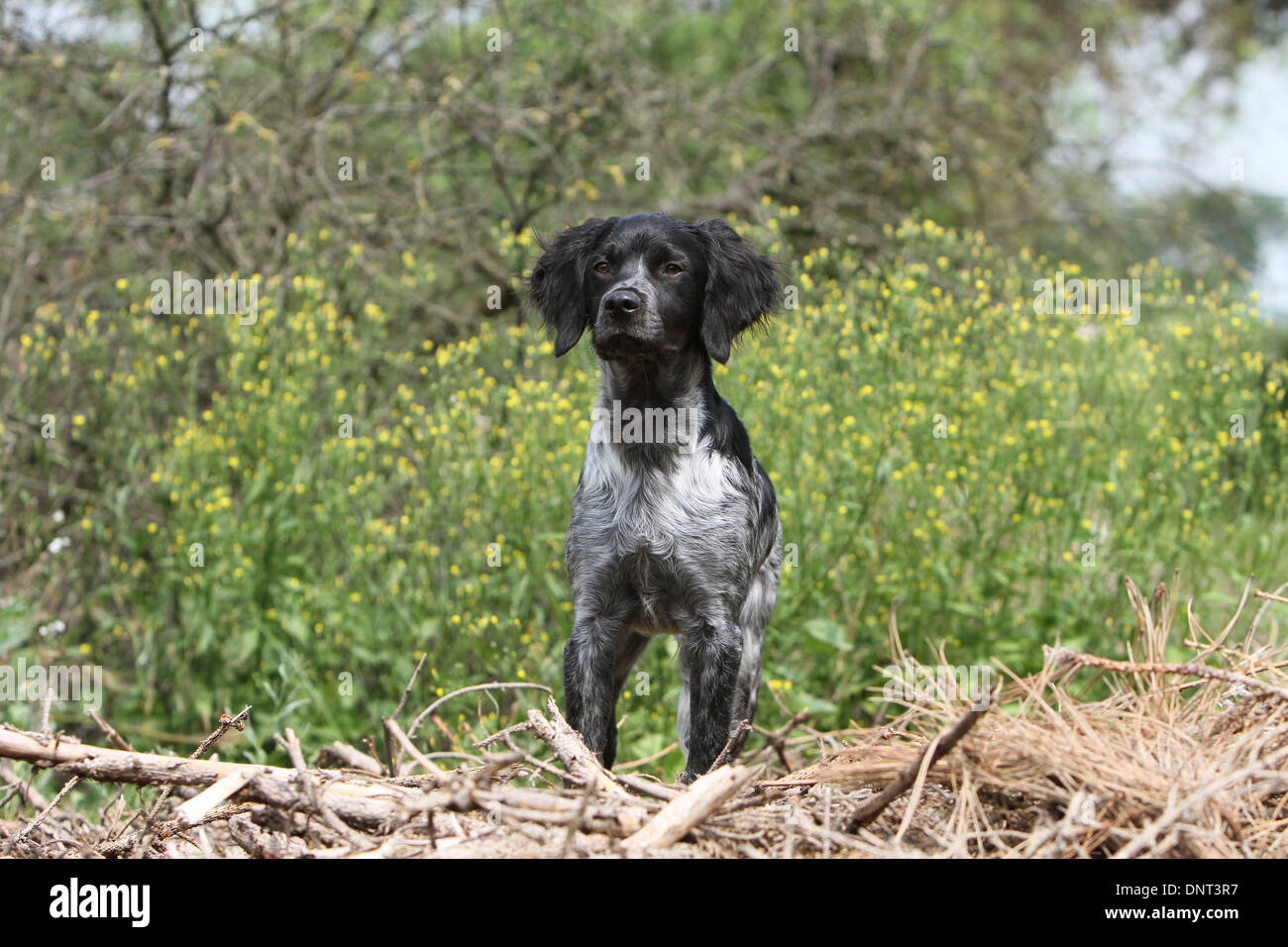 Brittany Spaniel Hund / Epagneul Breton jung (schwarz Roan) steht auf einer Wiese Stockfoto