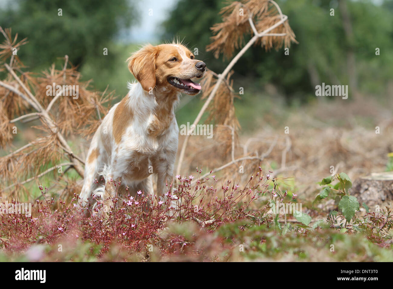 Brittany Spaniel Hund / Epagneul Breton Erwachsener (Orange und weiß) steht auf einer Wiese Stockfoto