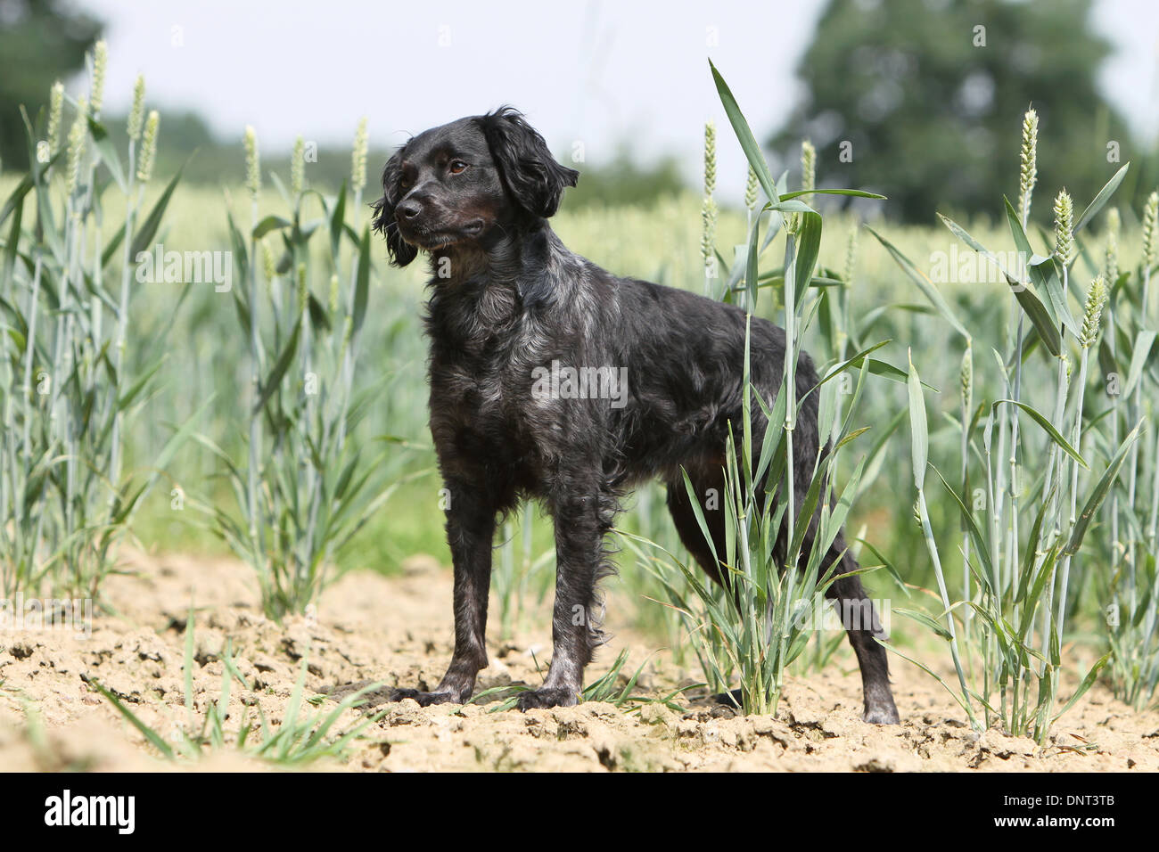 Brittany Spaniel Hund / Epagneul Breton Erwachsenen stehen in einem Feld Stockfoto