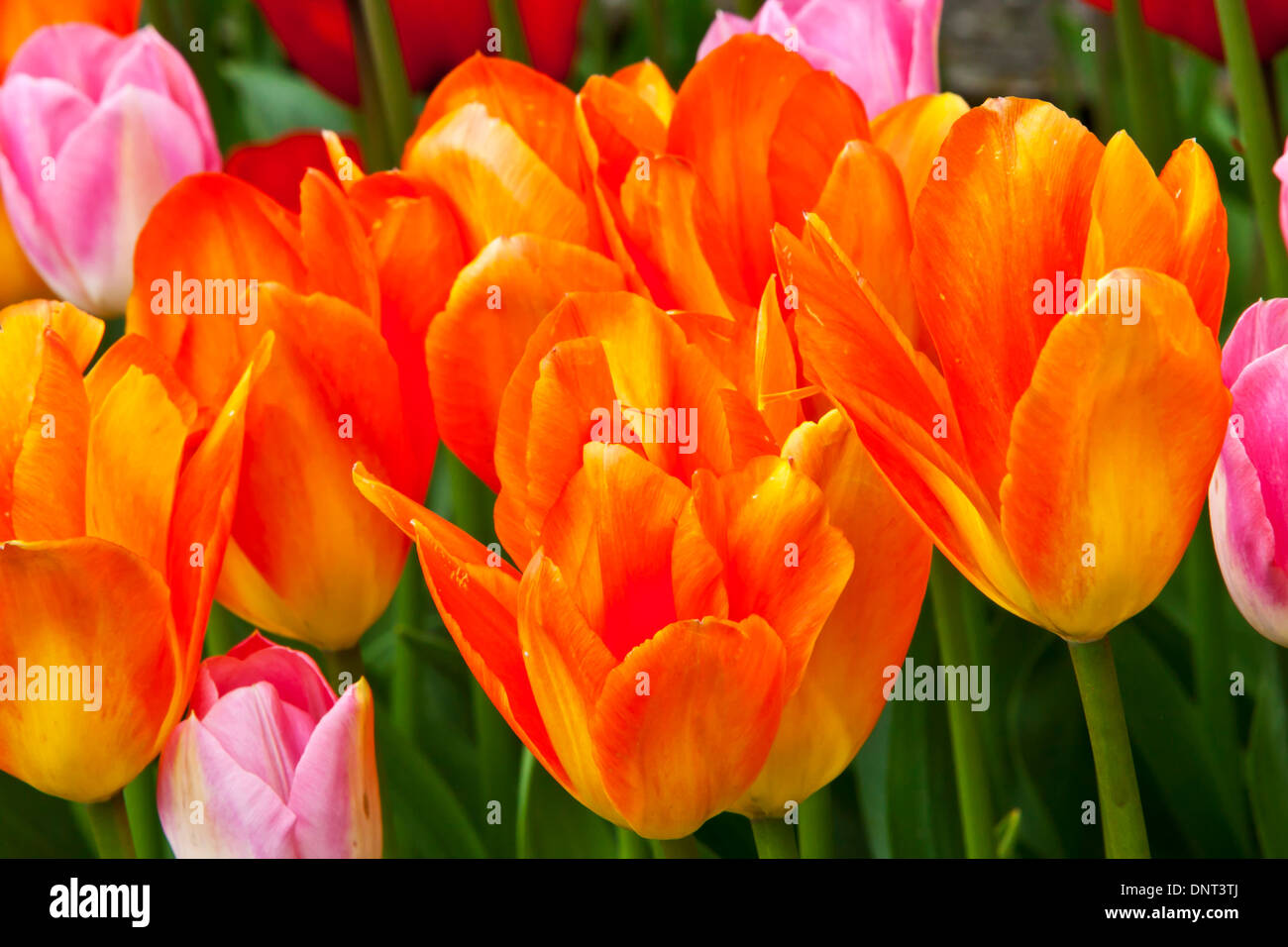 Tulpen blühen während der Skagit Valley Tulip Festival in Mount Vernon, Washington. Stockfoto