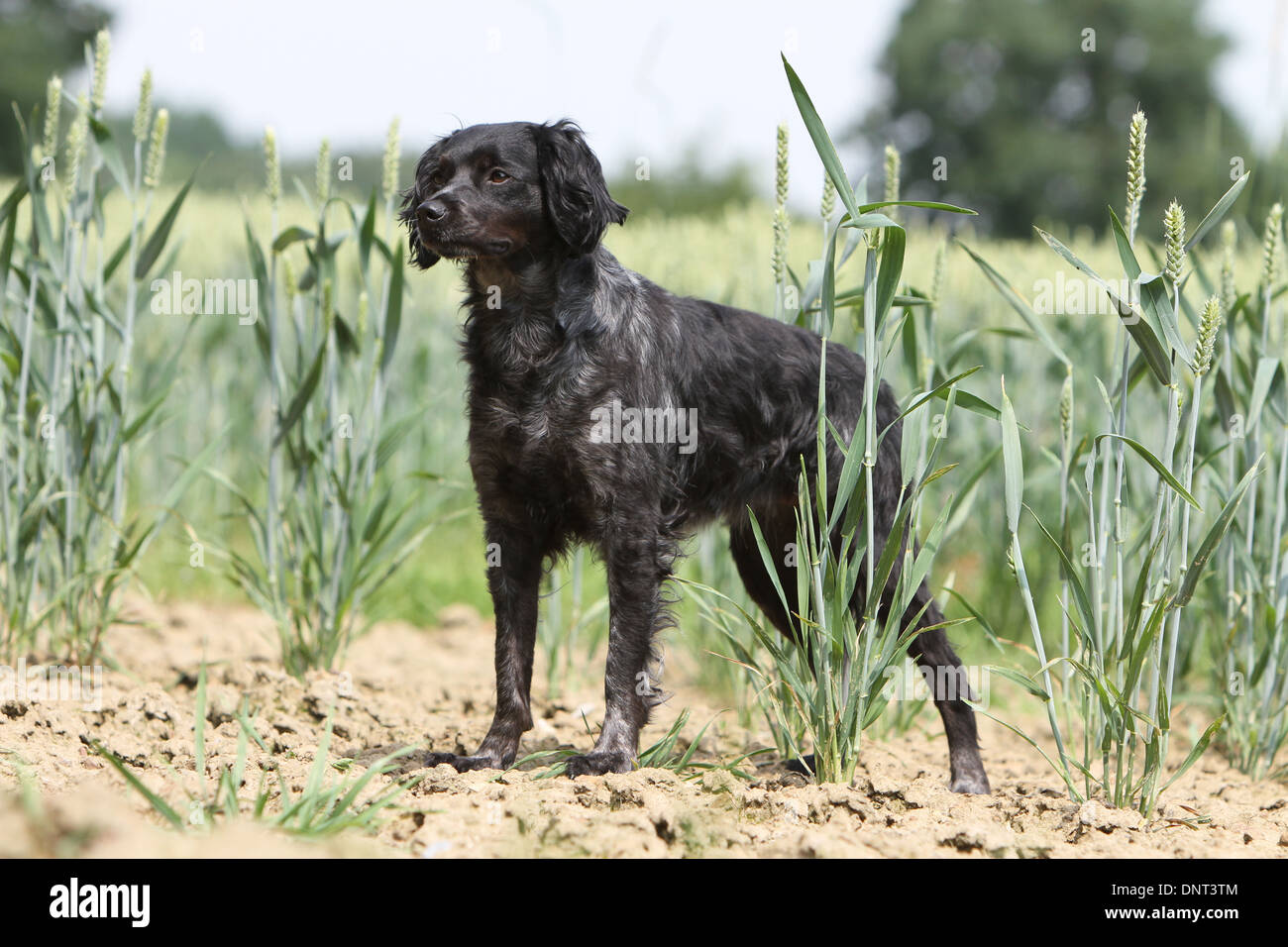 Brittany Spaniel Hund / Epagneul Breton Erwachsenen stehen in einem Feld Stockfoto