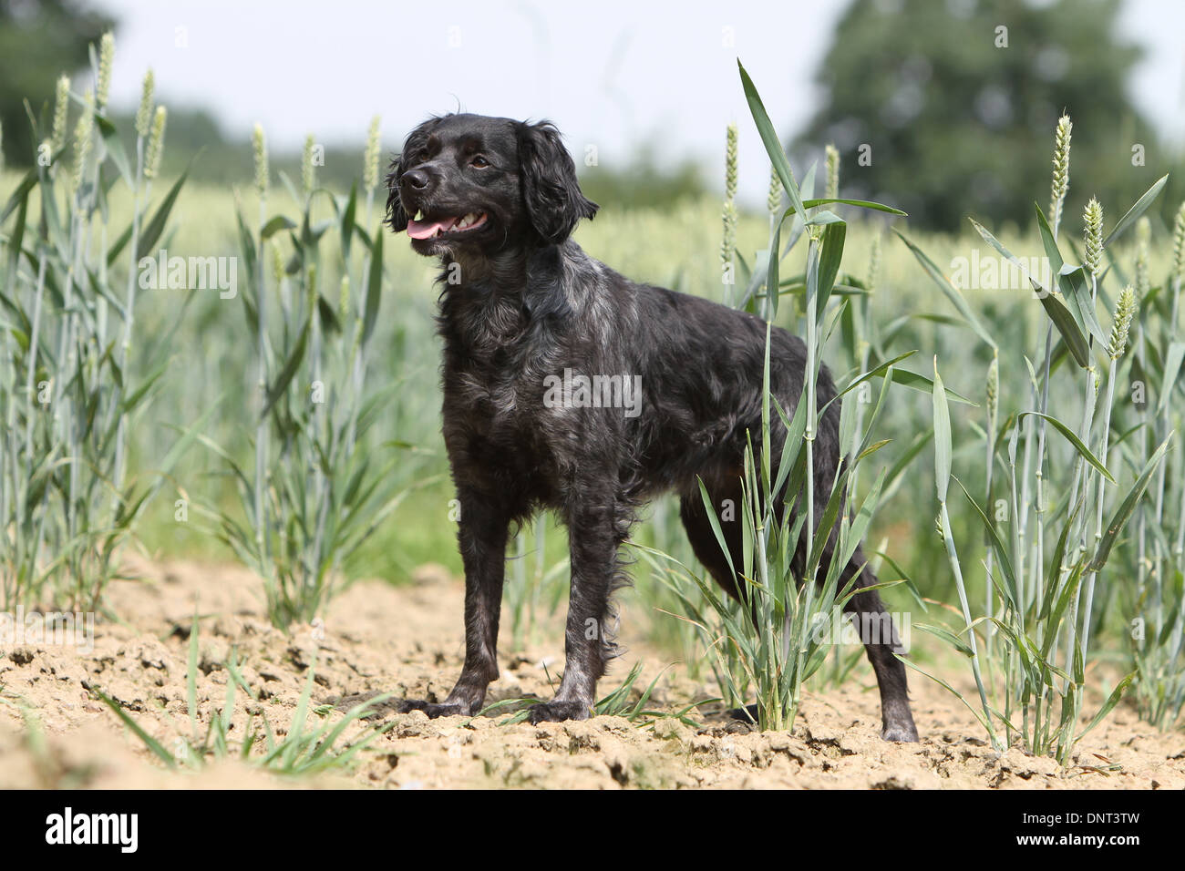 Brittany Spaniel Hund / Epagneul Breton Erwachsenen stehen in einem Feld Stockfoto