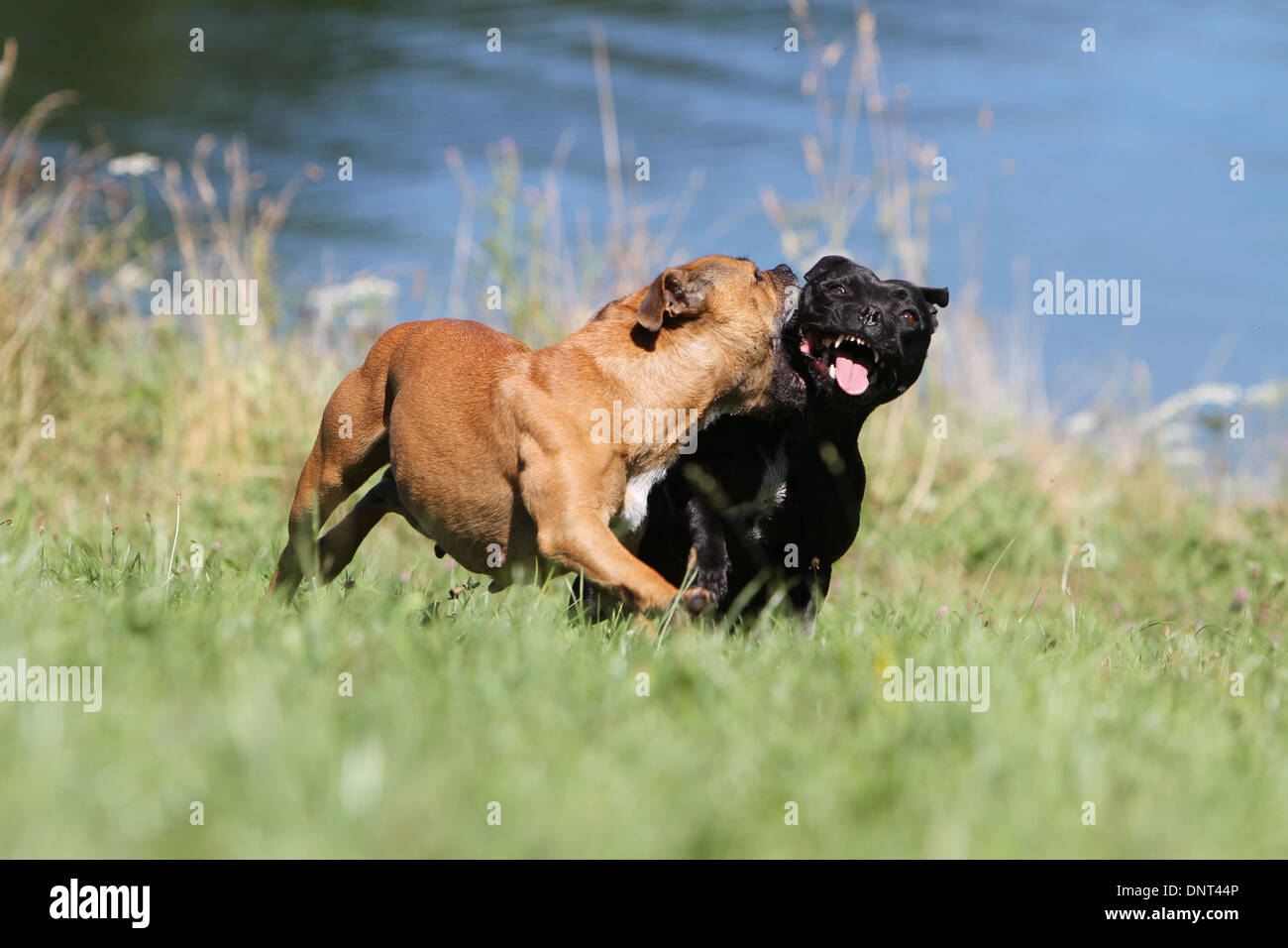 Staffordshire Bull Terrier Hund / Staffie / zwei Erwachsene laufen auf einer Wiese Stockfoto