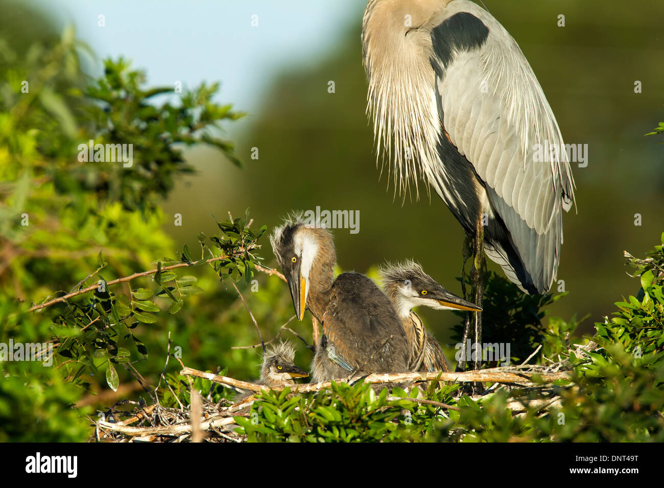 Great Blue Heron Küken im Nest in Venedig Rookery, Florida Stockfoto