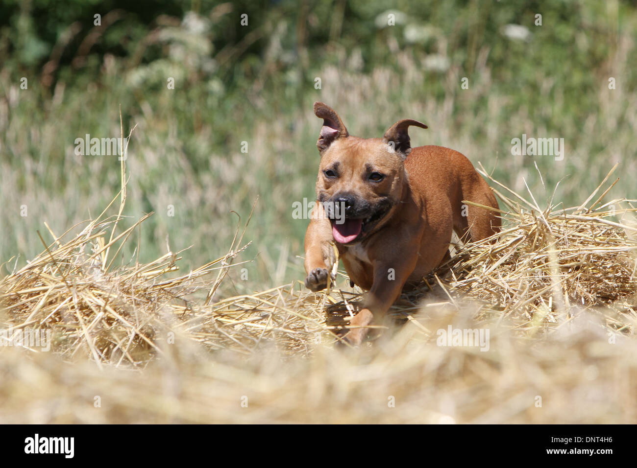 Staffordshire Bull Terrier Hund / Staffie Erwachsene springen in einem Feld Stockfoto