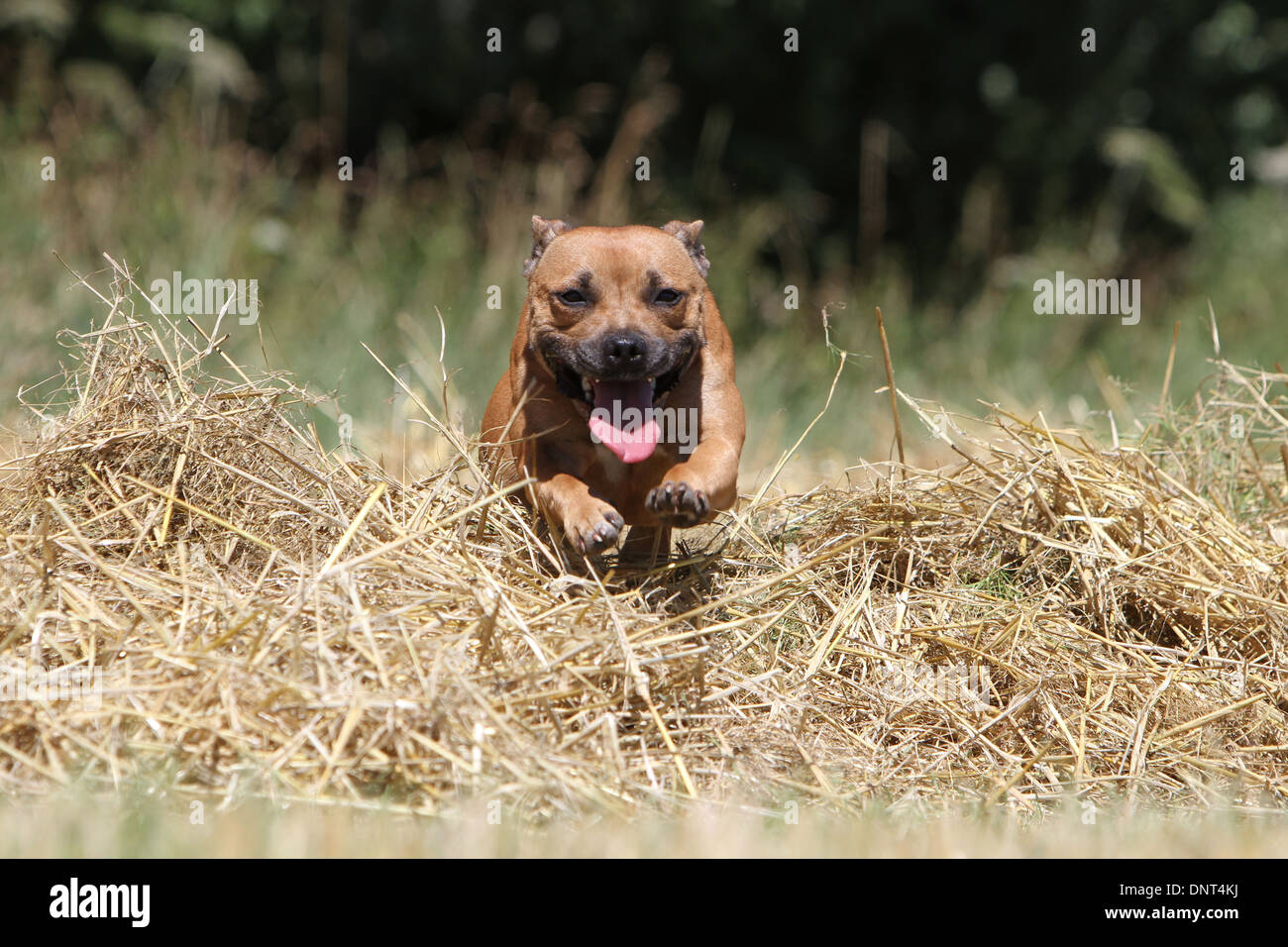 Staffordshire Bull Terrier Hund / Staffie Erwachsene springen in einem Feld Stockfoto