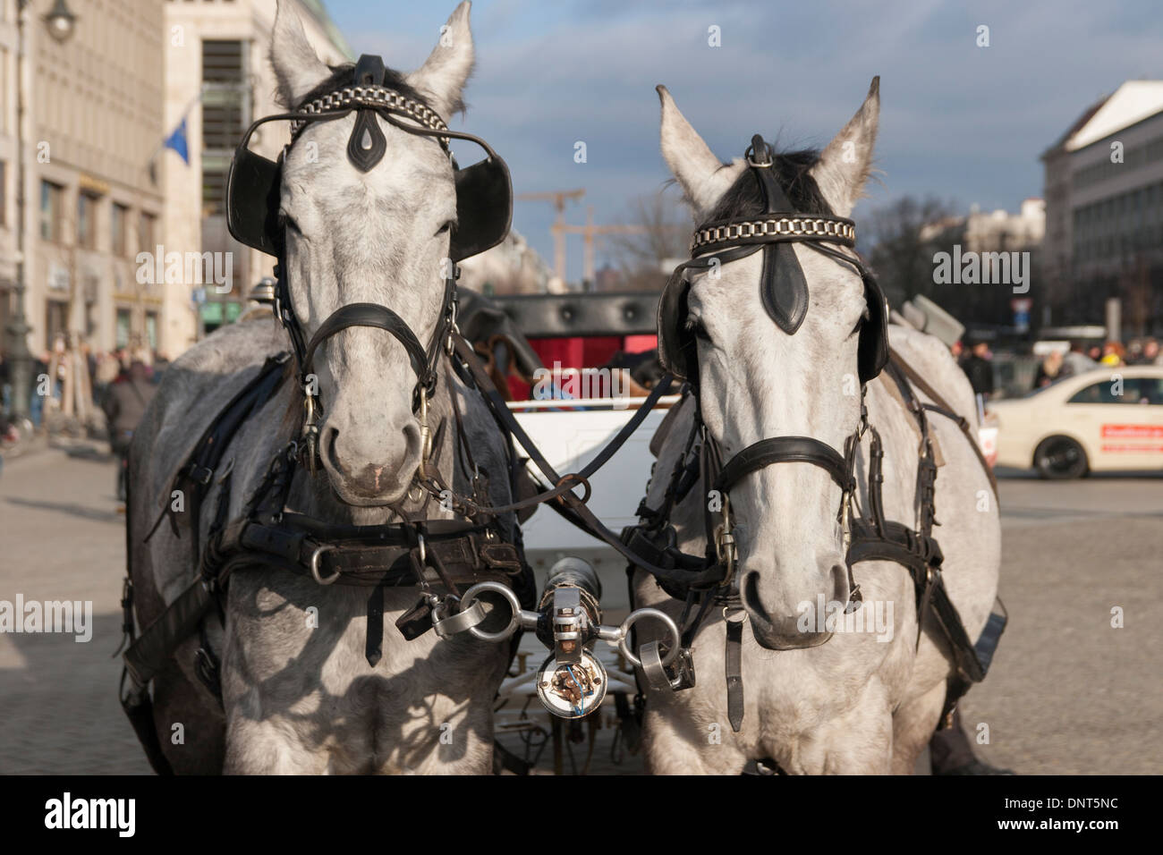 Kutsche Pferde am Pariser Platz in Berlin. Stockfoto
