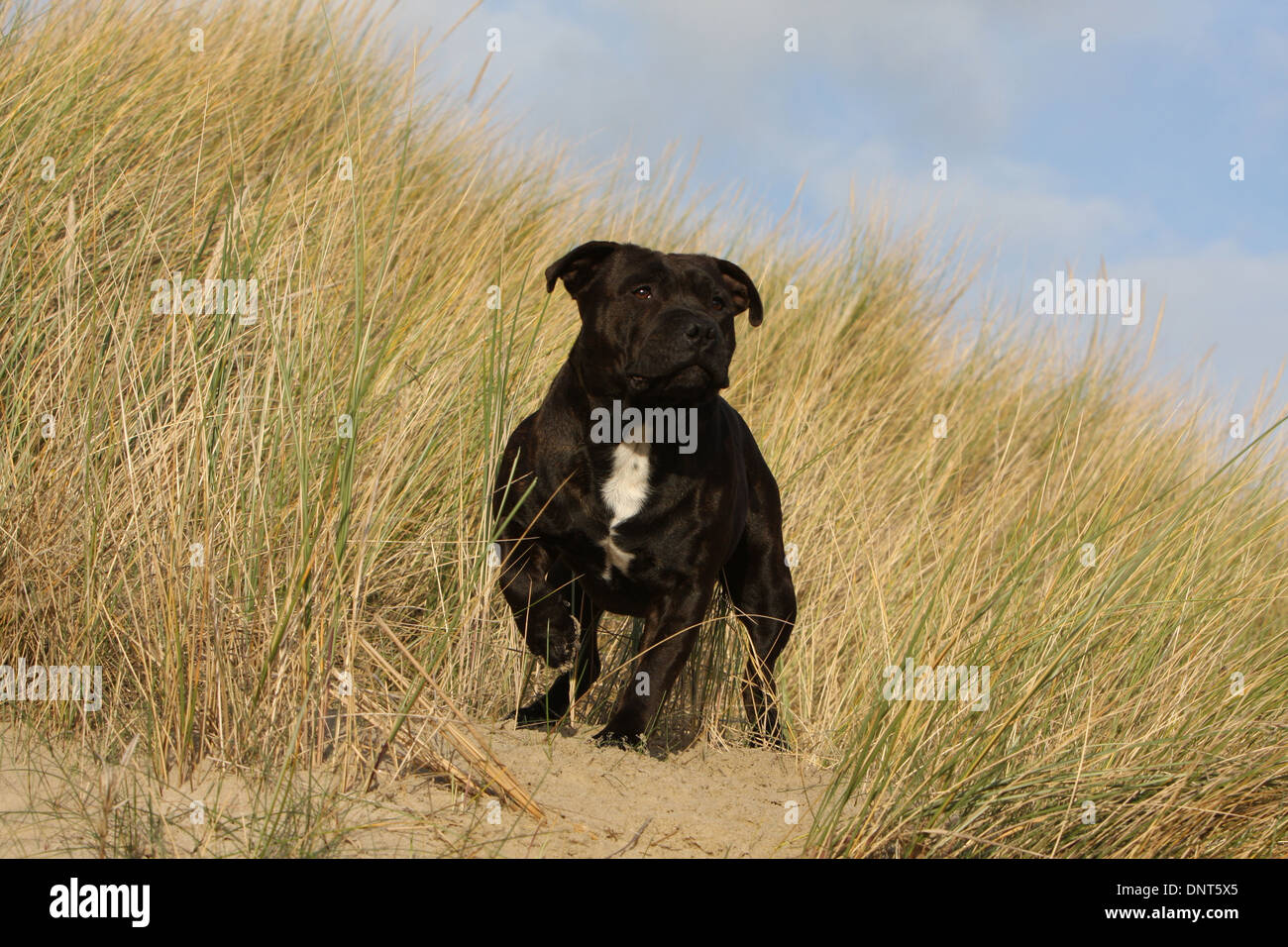 Staffordshire Bull Terrier Hund / Staffie Erwachsenen stehen in Dünen Stockfoto