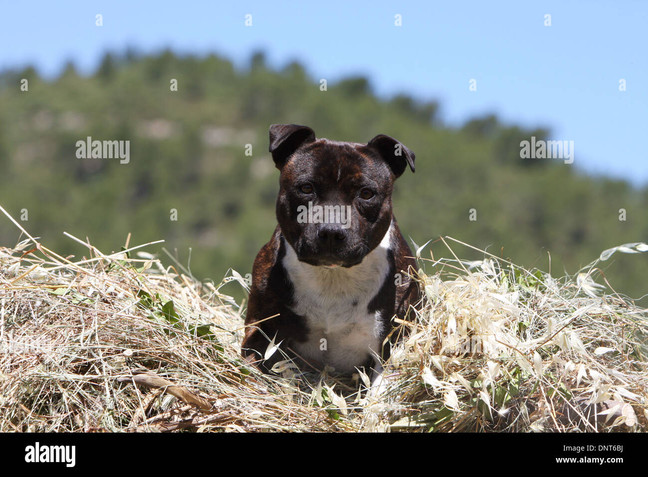 Staffordshire Bull Terrier Hund / Staffie Erwachsenen sitzen auf dem Stroh Stockfoto