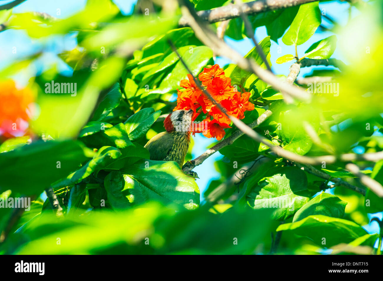 Kubanische Grünspecht Fütterung auf Blumen. (Xiphidiopicus Percussus) Stockfoto
