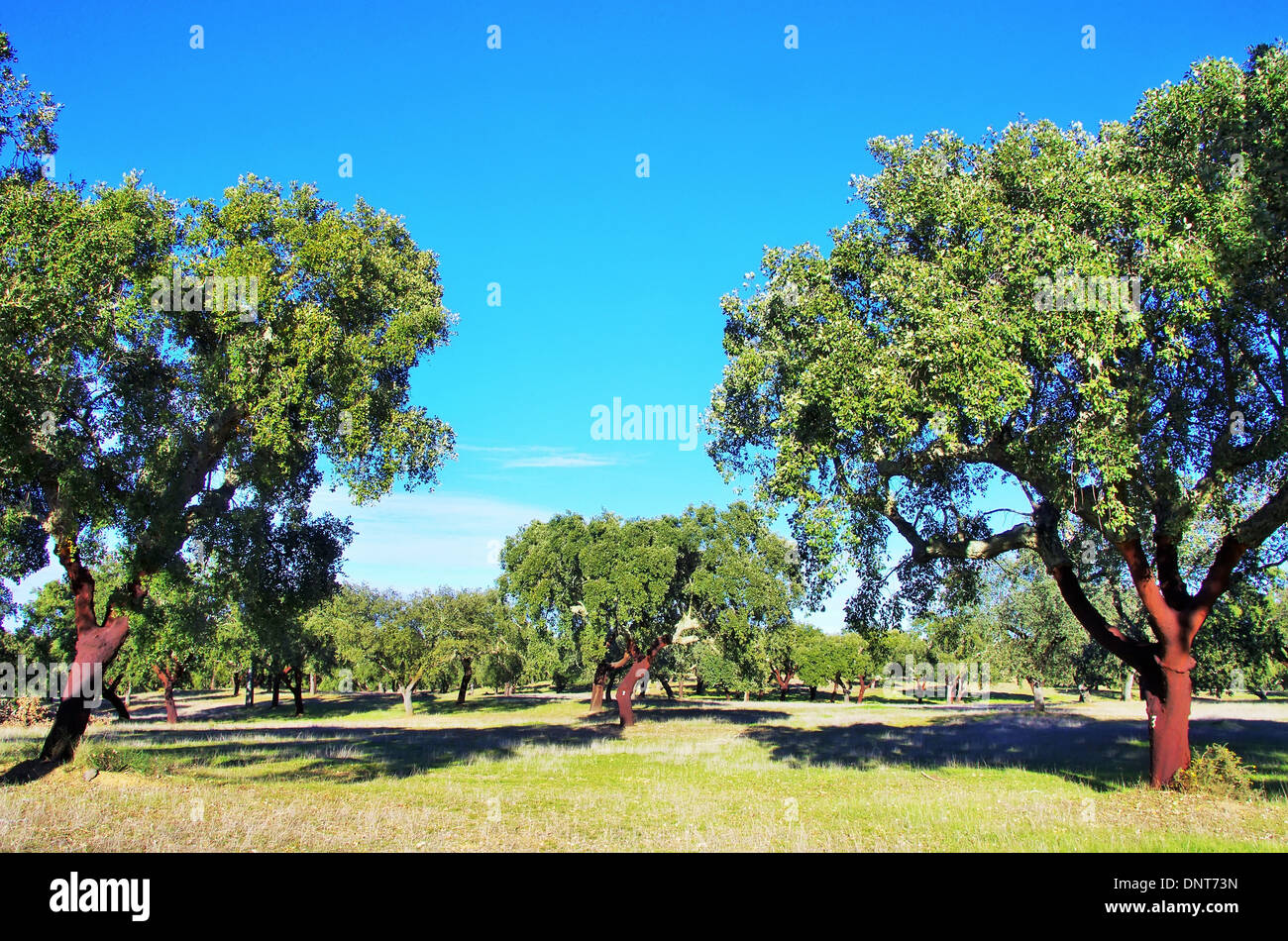 Korkeiche in Portugal, Alentejo region Stockfoto