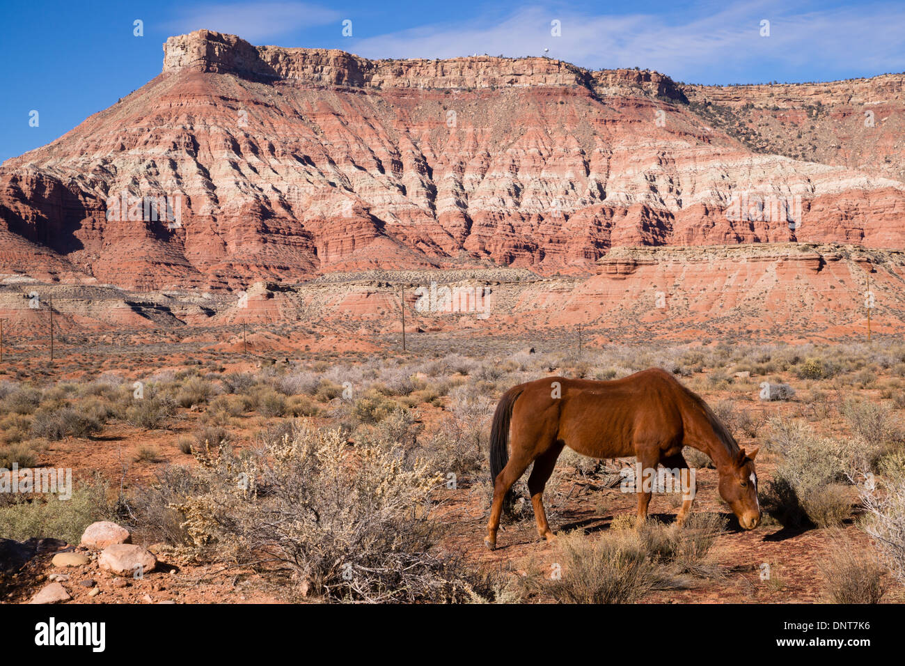 Ein schönes Pferd reinigt den Boden für die Ernährung in einer erstaunlichen Landschaft Stockfoto