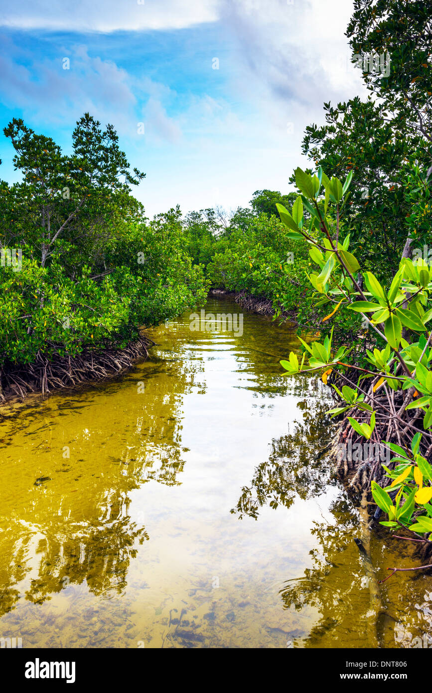 Mangrove-Stream Cayo Coco Kuba Stockfoto