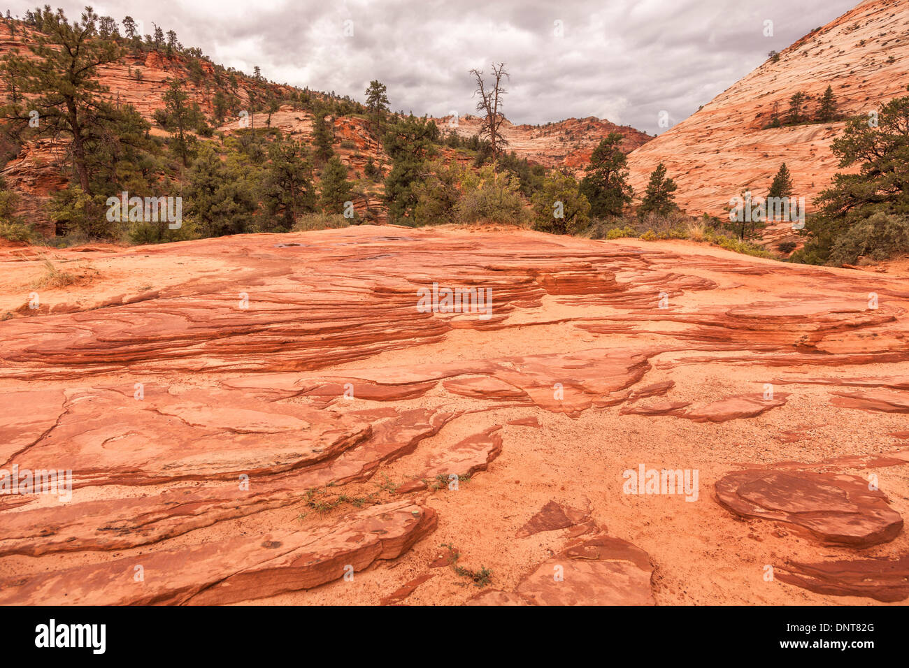 Erosion in sedimentären Gesteinsschichten im Zion Nationalpark, Utah, USA Stockfoto