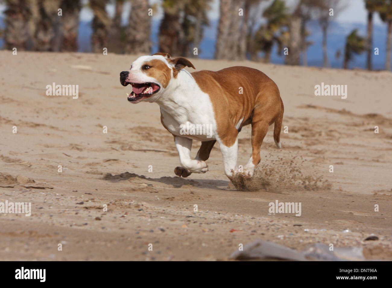 Amerikanischer Staffordshire-Terrier Hund / Amstaff / Erwachsene am Strand Stockfoto