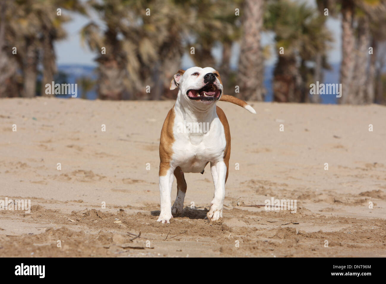 Amerikanischer Staffordshire-Terrier Hund / Amstaff / Erwachsenen stehen am Strand Stockfoto