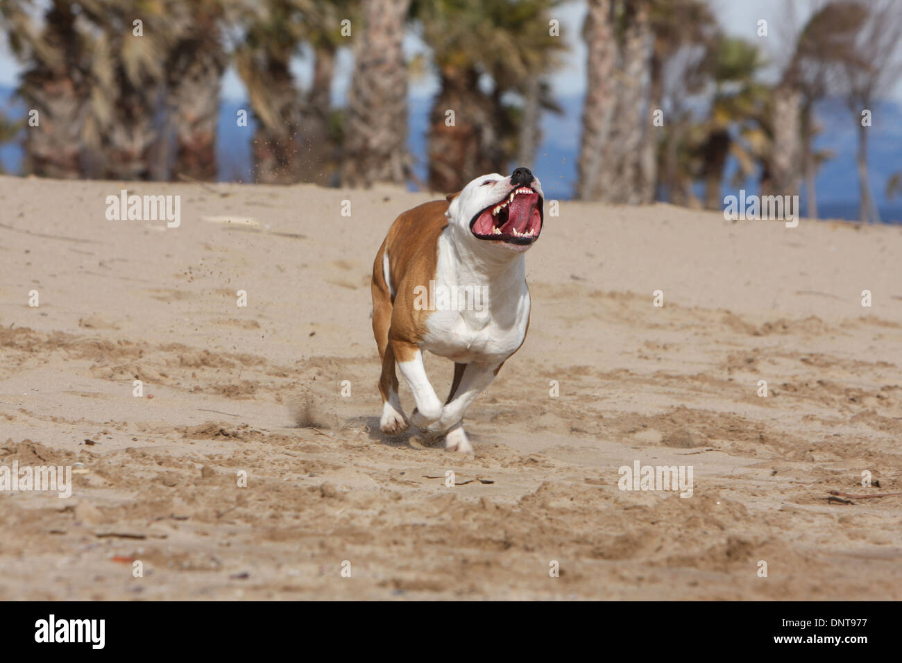 Amerikanischer Staffordshire-Terrier Hund / Amstaff / Erwachsene am Strand Stockfoto