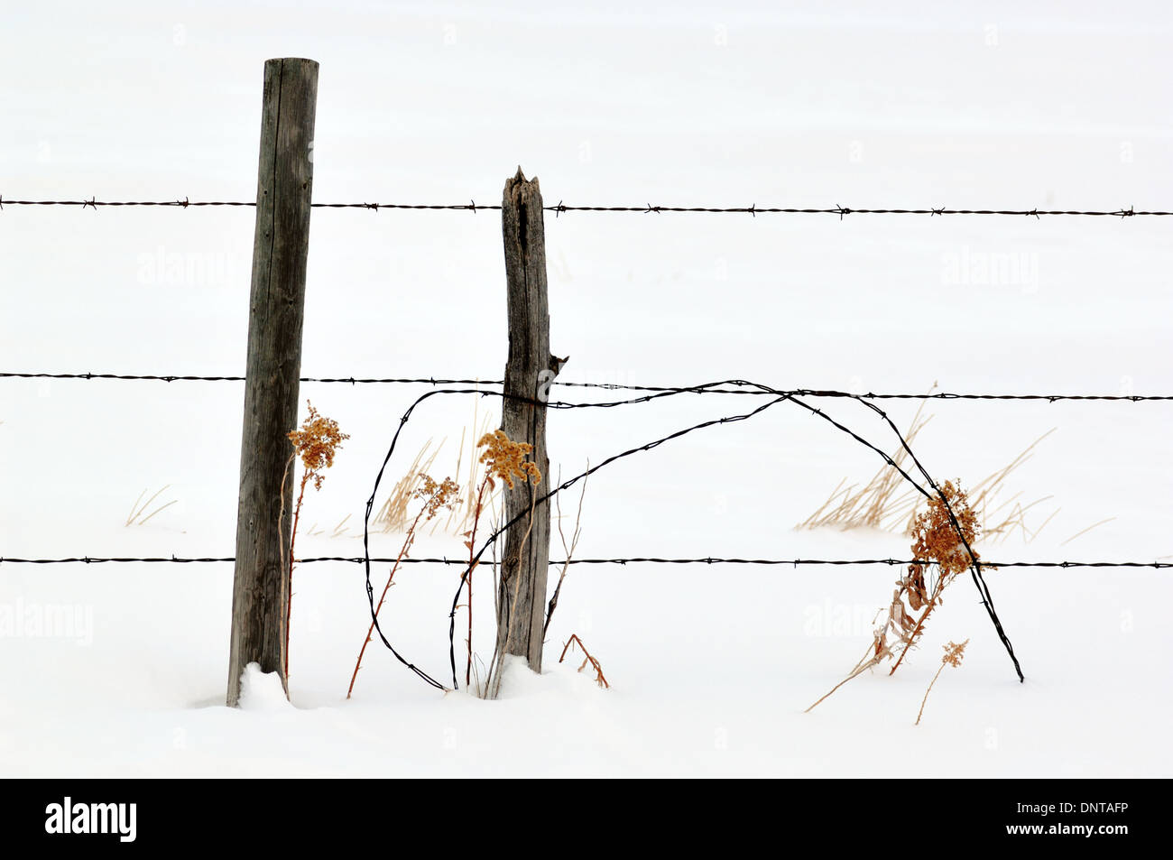 Ein Winter-Szene eine ländliche Gitterlinie 3 Draht mit zusätzlichen Stacheldraht im Schnee. Stockfoto